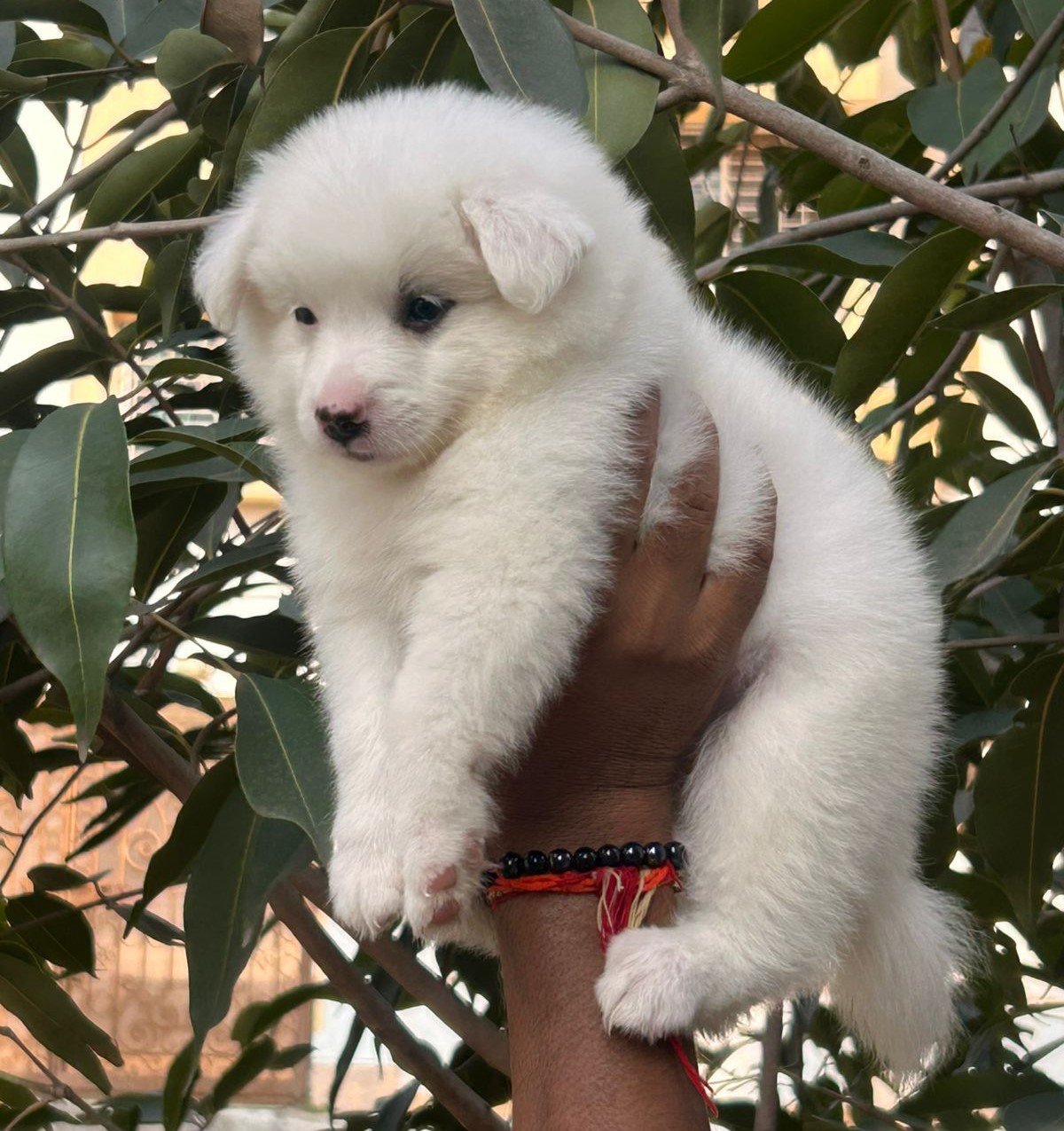 Purchase Friendly Pomeranian  Puppy from Bangalore